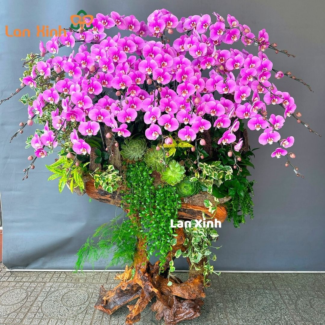 Chậu lan hồ điệp hồng cánh sen gỗ lũa