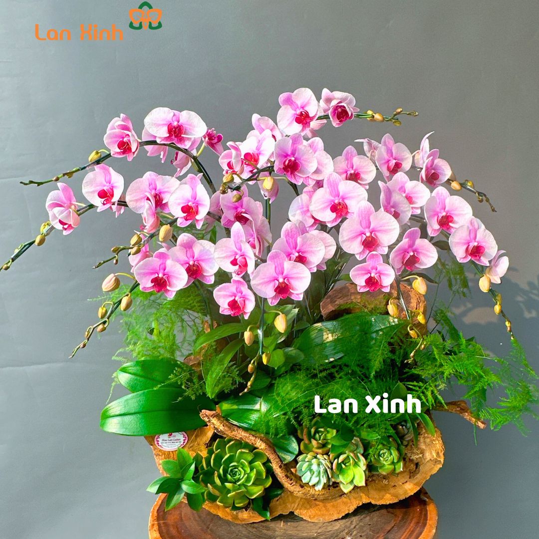 lan hồ điệp mini hồng để bàn