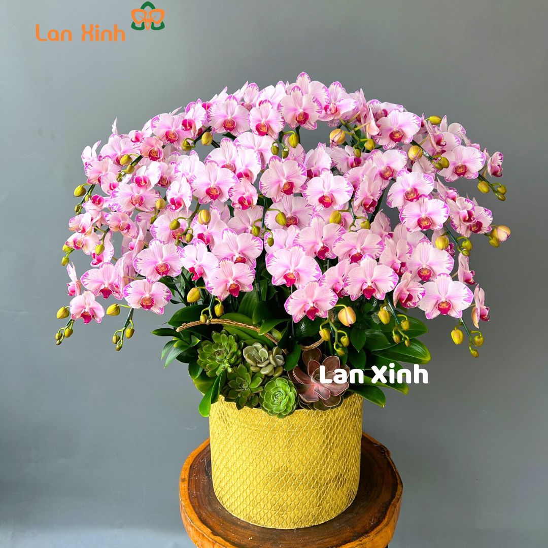 Lan Hồ Điệp Mini Tinh Tế, Dễ Thương Và Sang Trọng LAN XINH