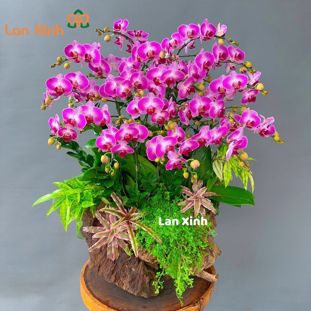 lan hồ điệp mini tím gỗ lũa