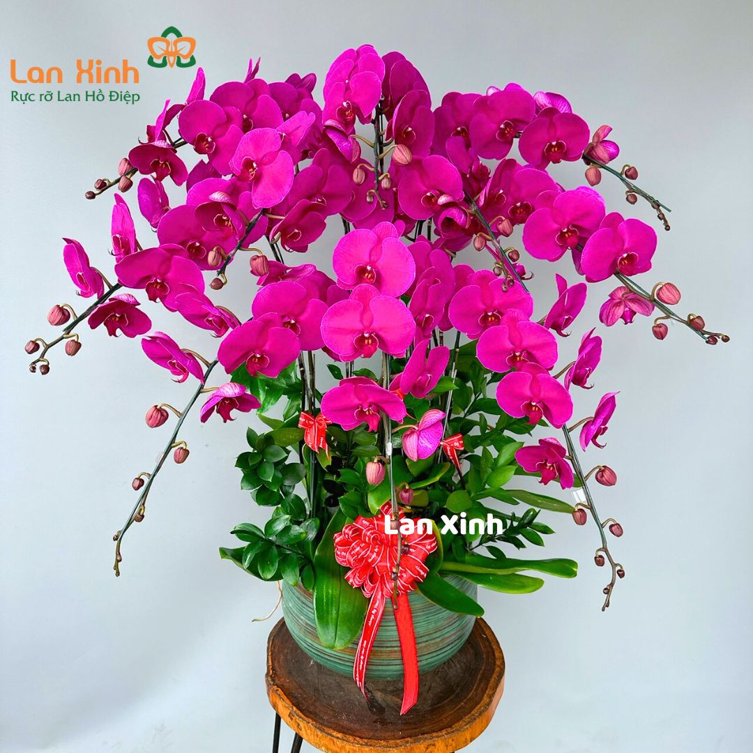 lan hồ điệp tím 10 cành