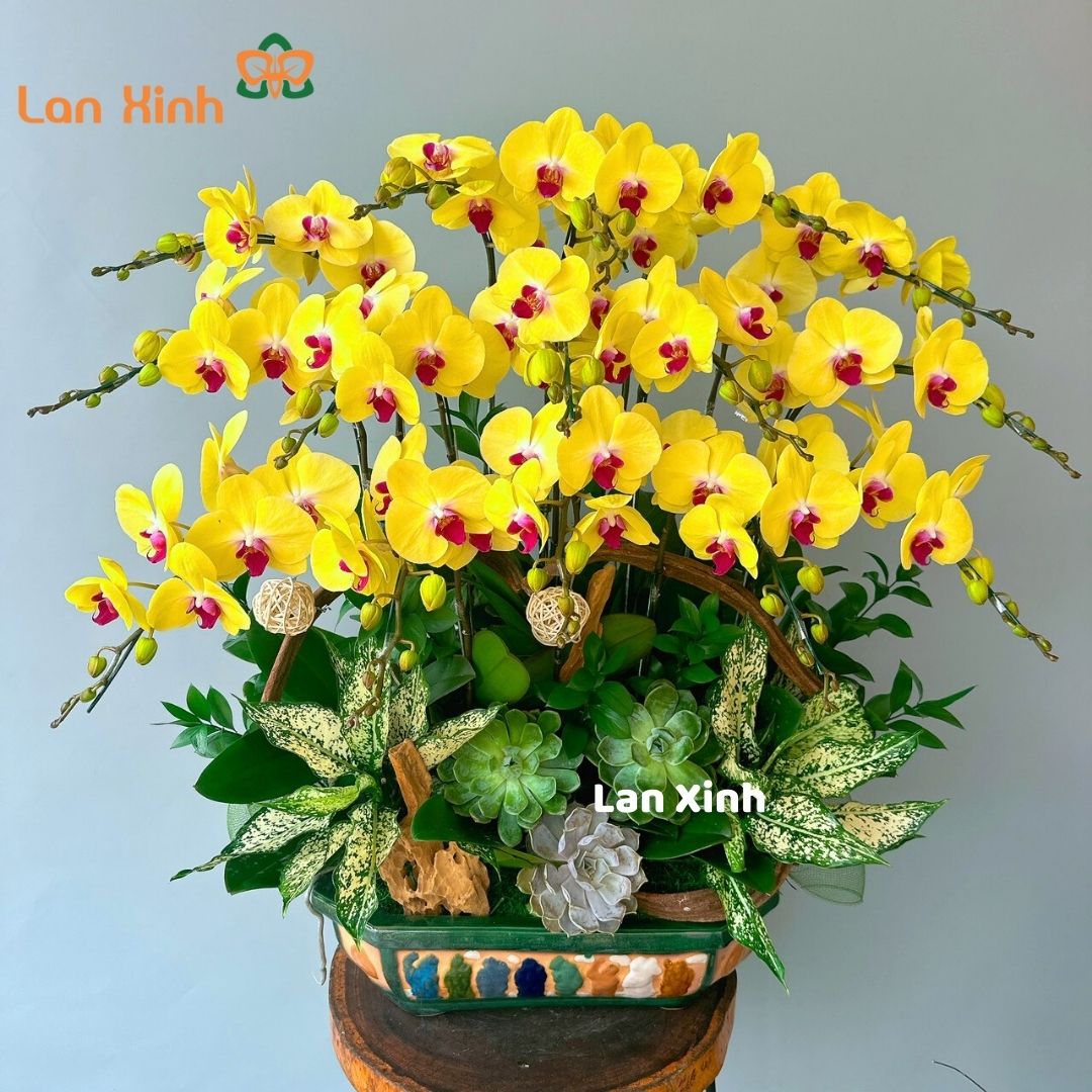 Lan hồ điệp vàng 15 cành chậu bonsai