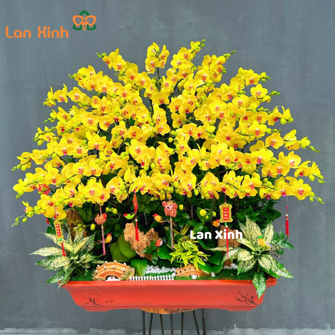 lan hồ điệp vàng bonsai 55 cành