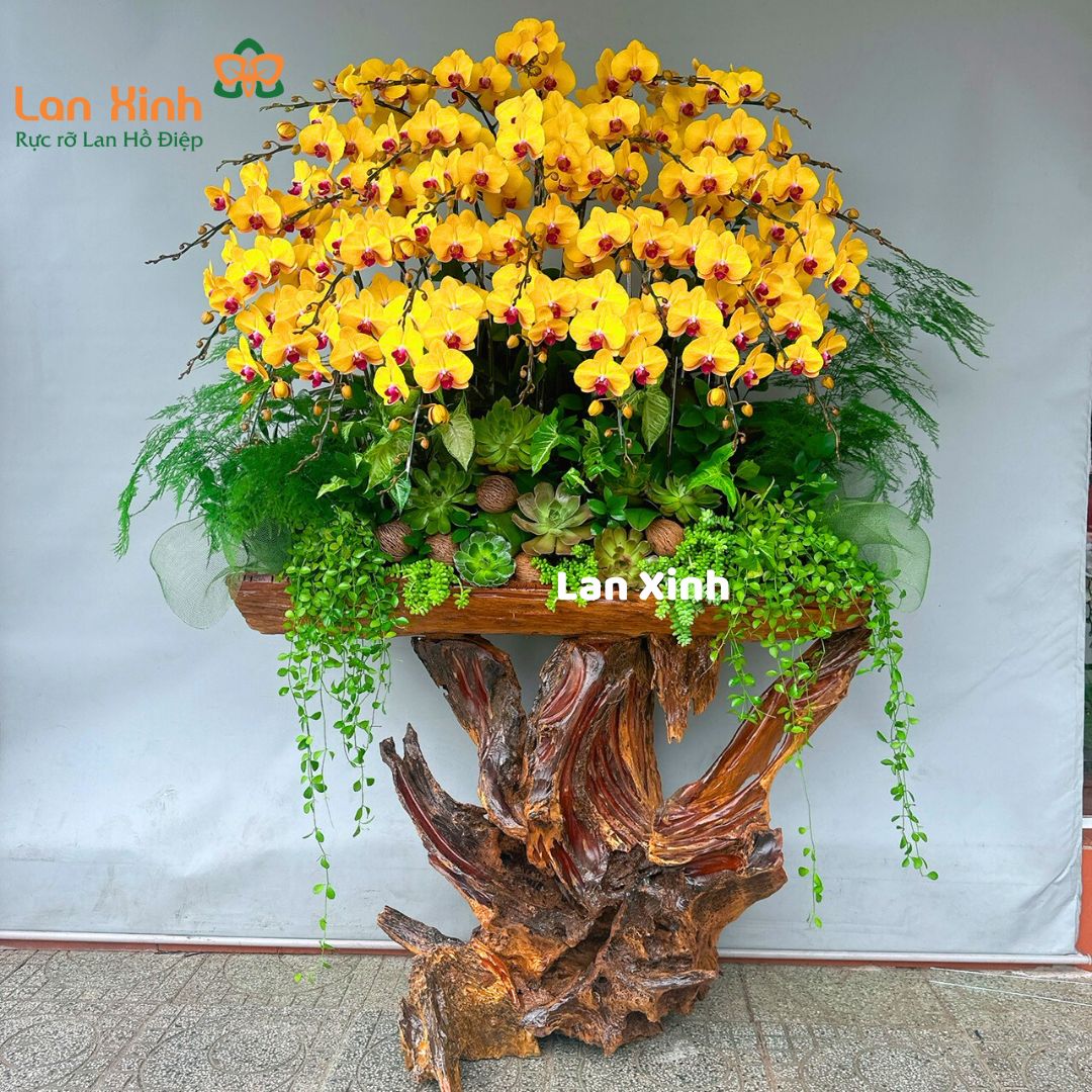 lan hồ điệp vàng gỗ lũa 30 cành