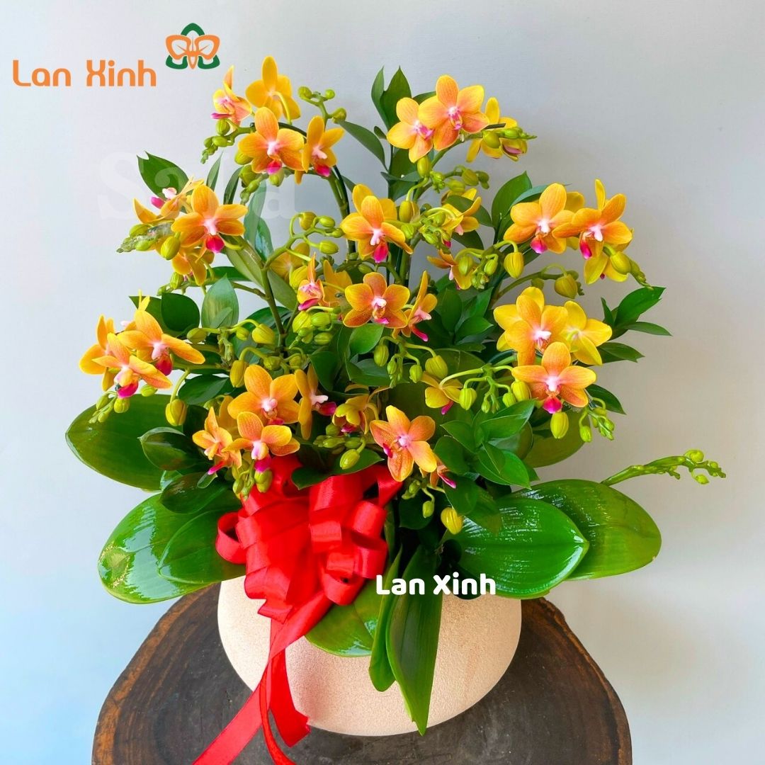 Mini Lan Lan hồ điệp mini cam 5 cây 2 vòi tặng sinh nhật - HD122 LAN XINH