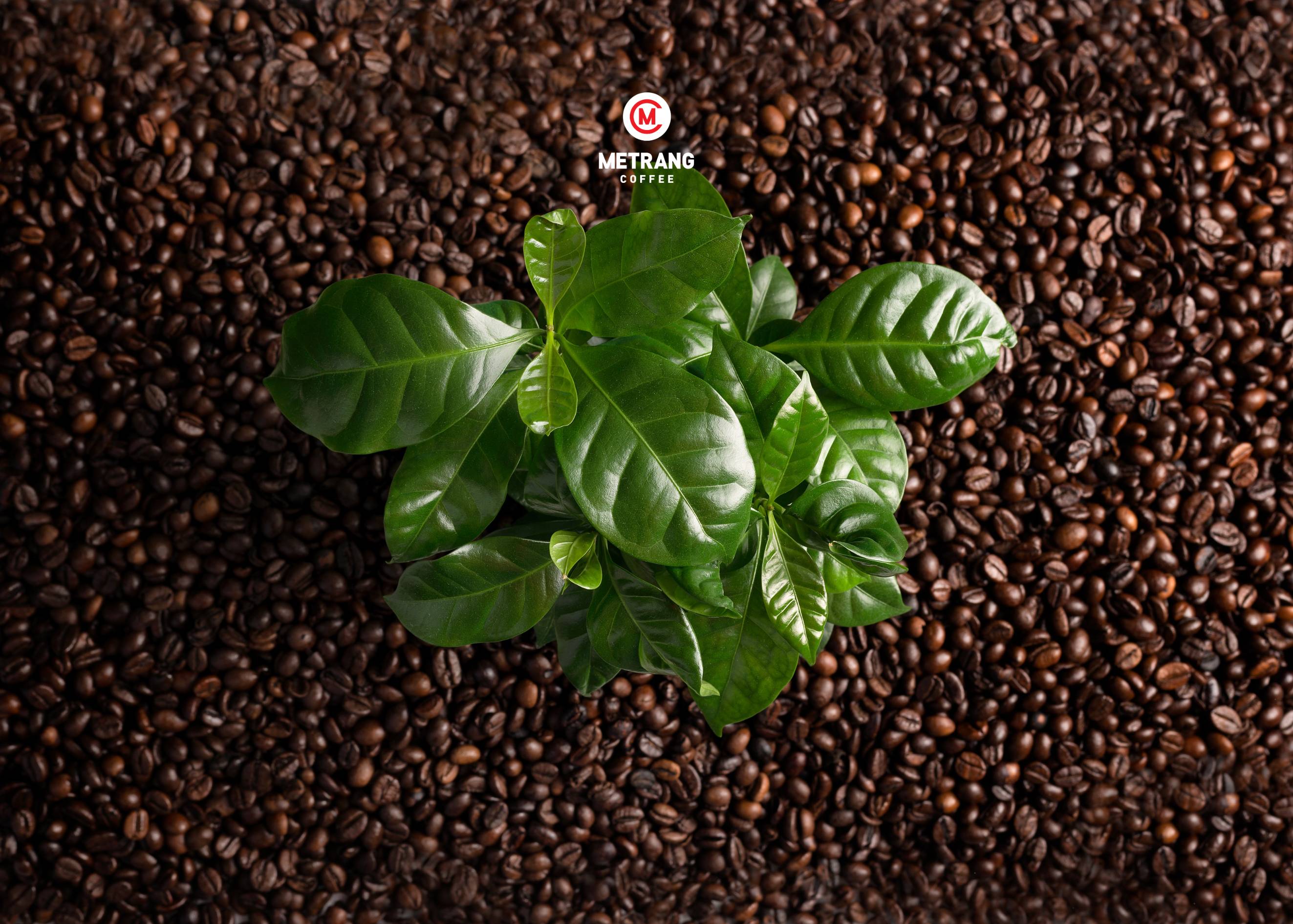 Cải tiến giống là yếu tố thiết yếu cho tương lai của cà phê