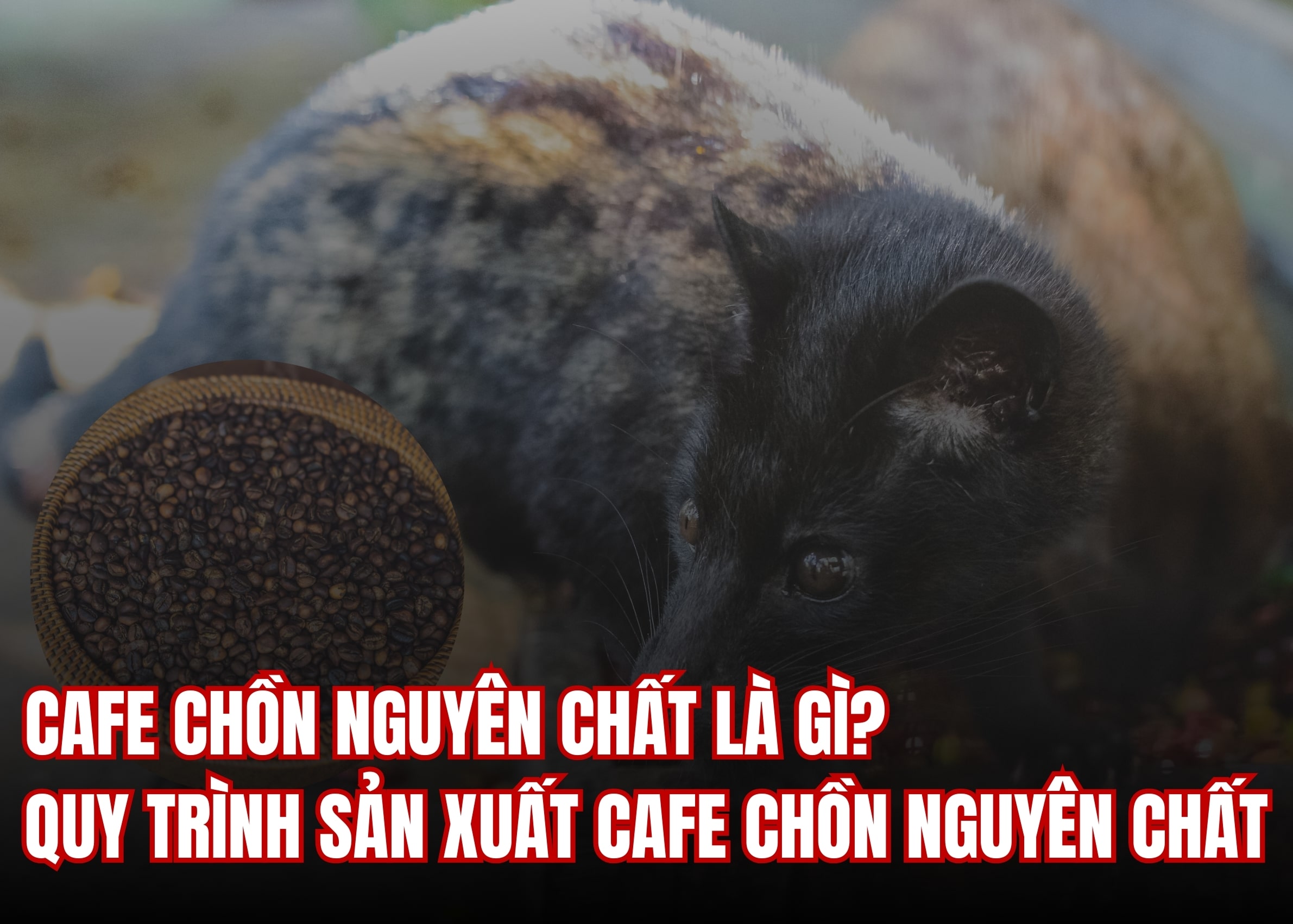 Cafe chồn là gì? Quá trình sản xuất Cafe chồn chuẩn vị đặc trưng