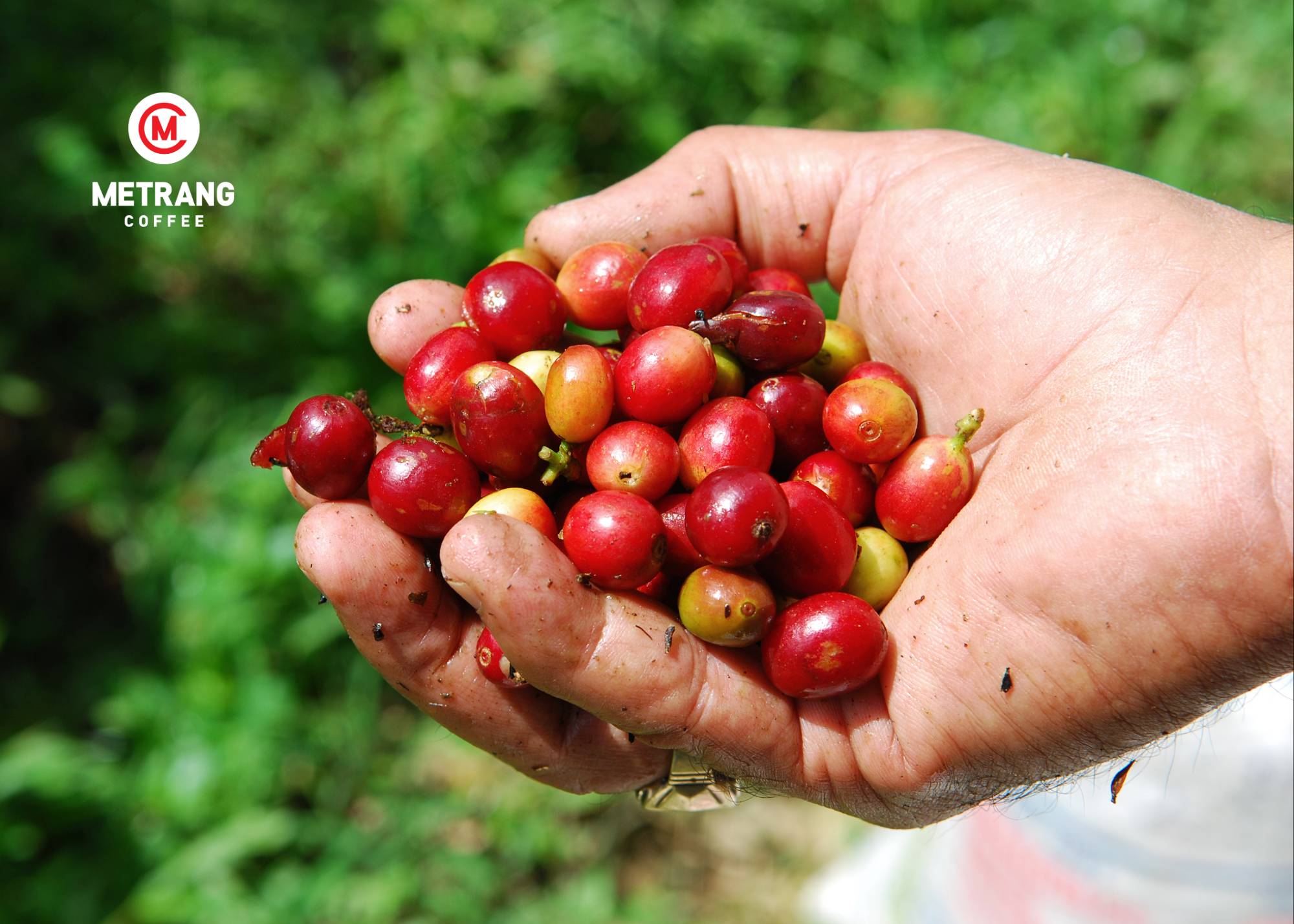 cà phê Việt Nam, cà phê mê trang, cà phê robusta, cà phê arabica, cà phê hạt, cà phê pha máy, cà phê bột, cà phê sạch, cà phê cao cấp, cà phê hòa tan, cà phê hút chân không, cà phê đặc sản, cà phê chế biến ướt, OEM coffee, ODM coffee