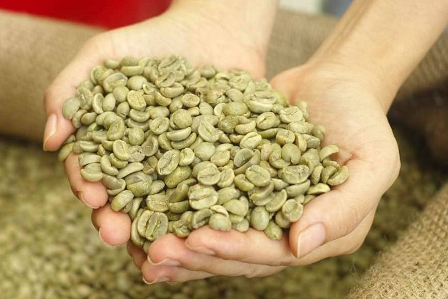 Arabica