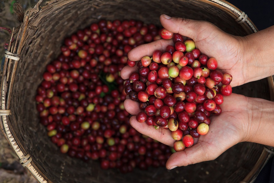 Specialty coffee