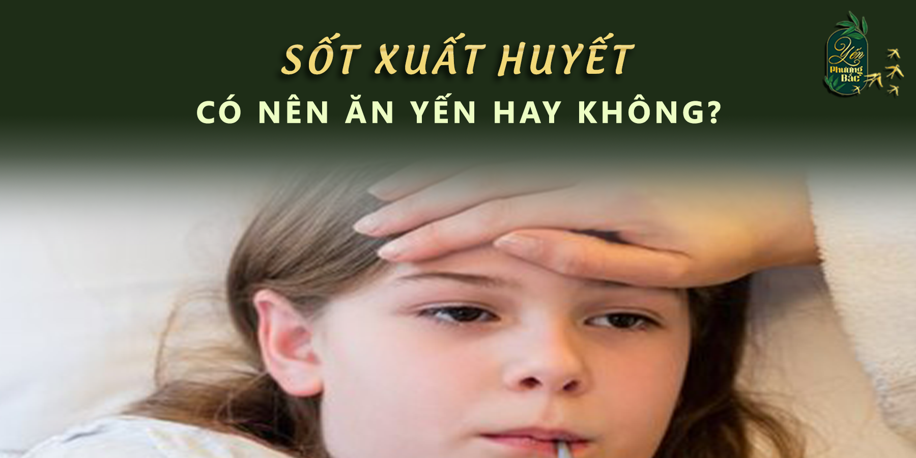 Người bị sốt xuất huyết ăn yến được không? Vì sao?