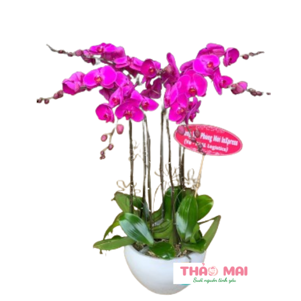 Shop hoa tươi hàng đầu tại thành phố Cà Mau 0355 149 615
