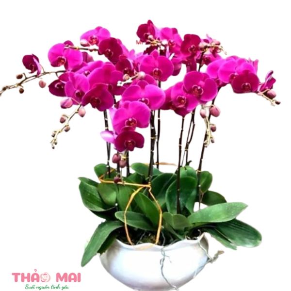 Cung cấp hoa tươi tại Quận Hải Châu Đà Nẵng