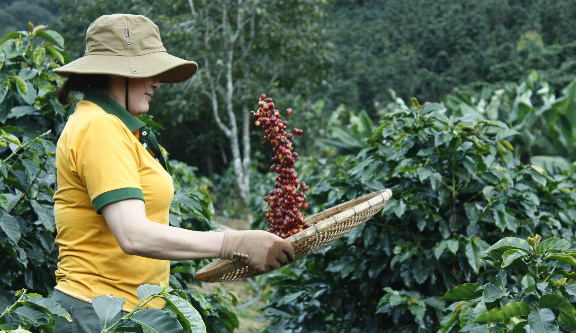 Sản lượng Cà Phê Bourbon