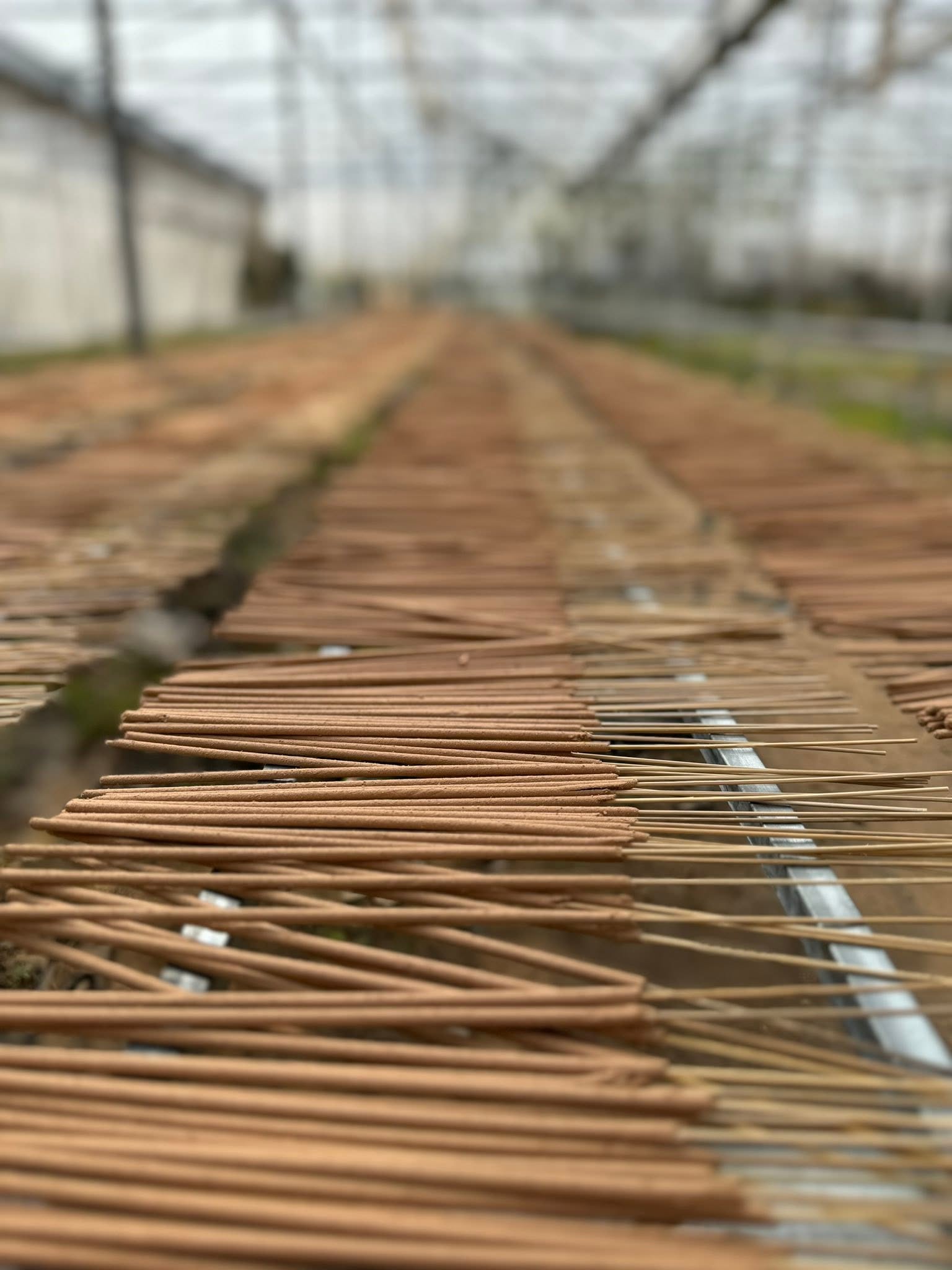 Nhang gừng 500g