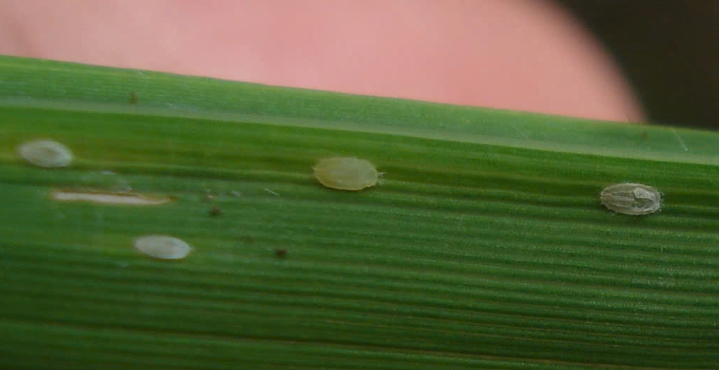 Ấu trùng rầy phấn trắng bám ở mặt sau lá lúa