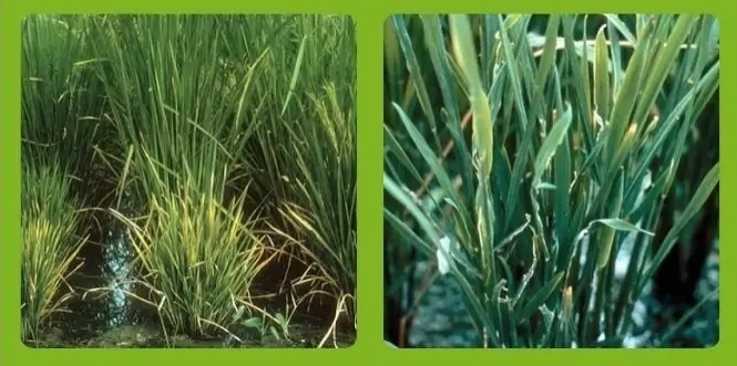 Bệnh vàng lùn – lùn xoắn lá ở lúa do rầy nâu truyền virus gây bệnh