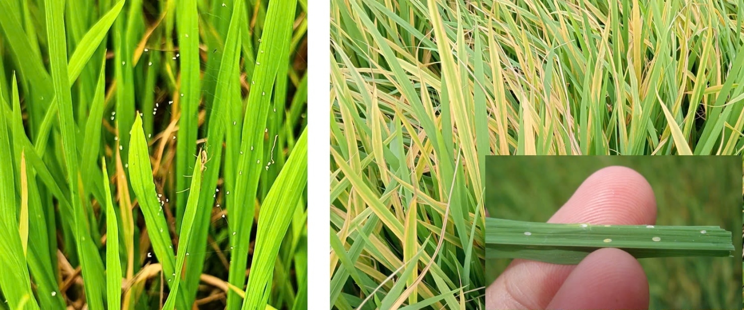 Rầy phấn trắng gây hại làm lá lúa bị vàng