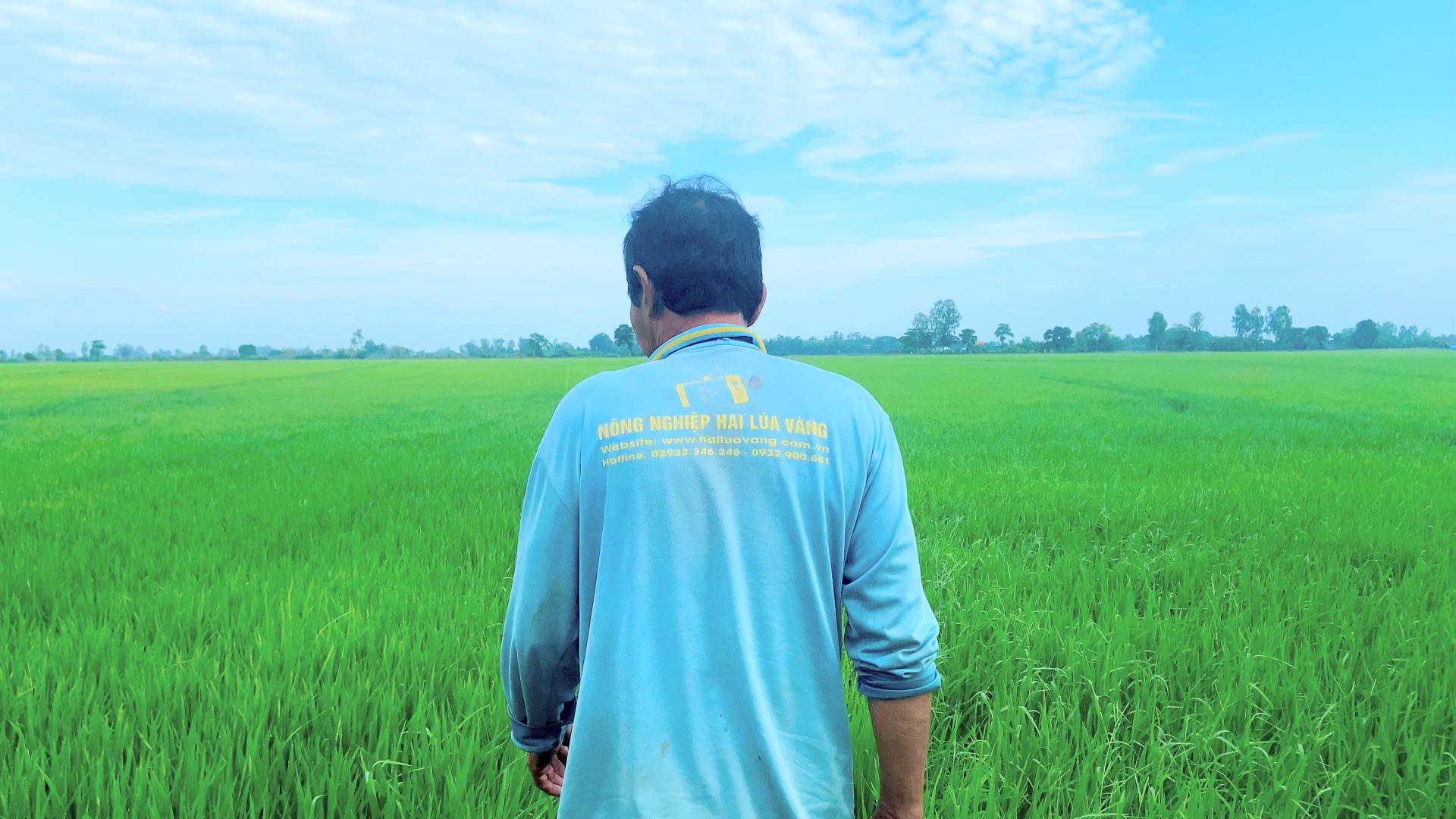 Nông dân thăm đồng để phát hiện rầy phấn trắng sớm