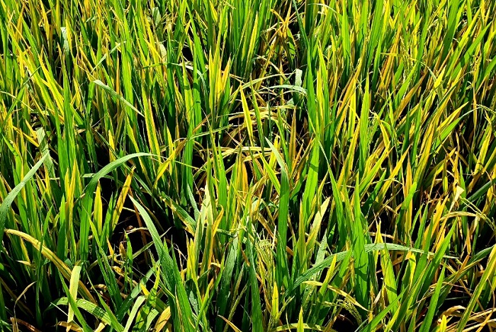 Rầy phấn trắng xuất hiện nhiều và tấn công mạnh trên ruộng lúa