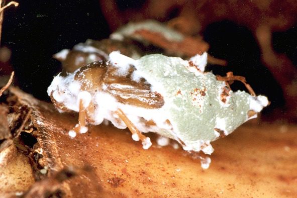 Rầy nâu bị nhiễm nấm xanh Metarhizium anisopliae