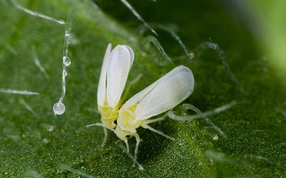 Rầy phấn trắng thành trùng trên lá lúa