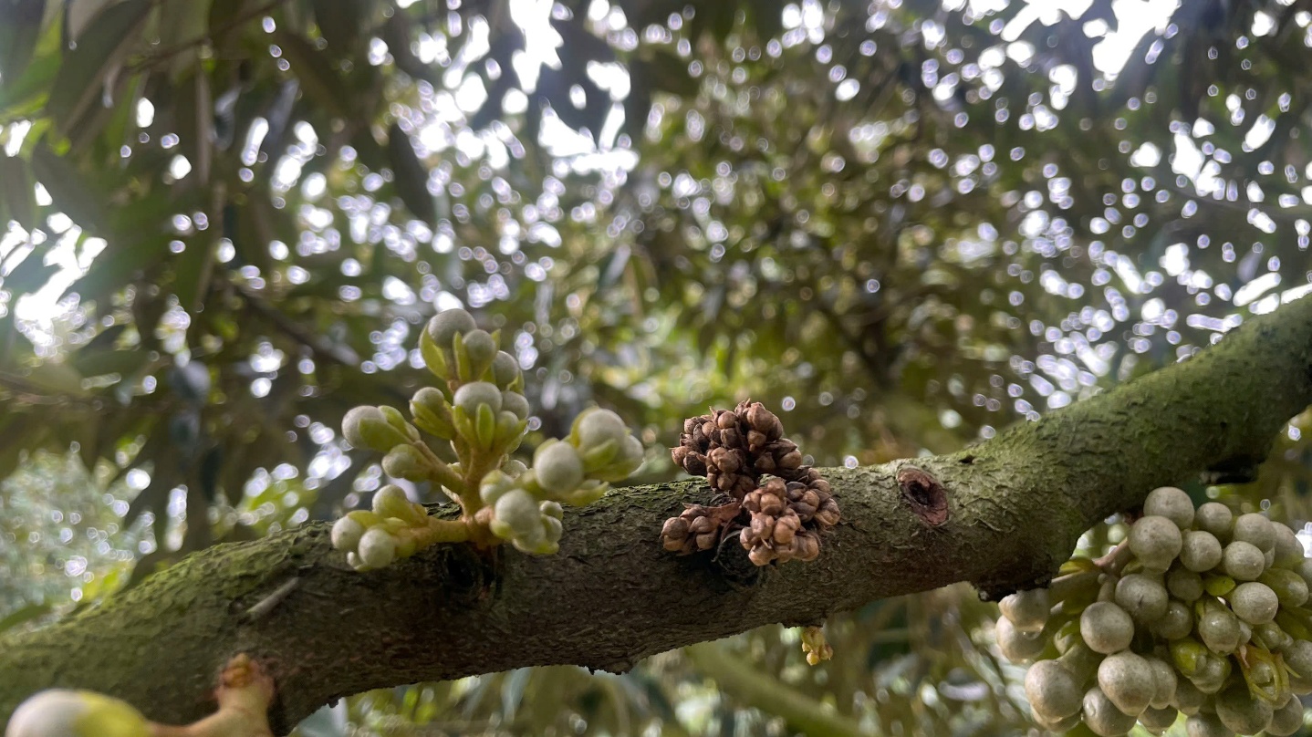 Triệu chứng bệnh thán thư bông sầu riêng