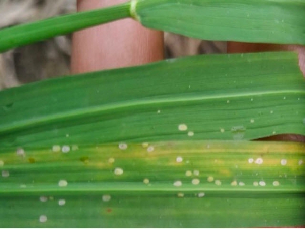 Trứng rầy phấn trắng bám dọc theo mặt lá lúa