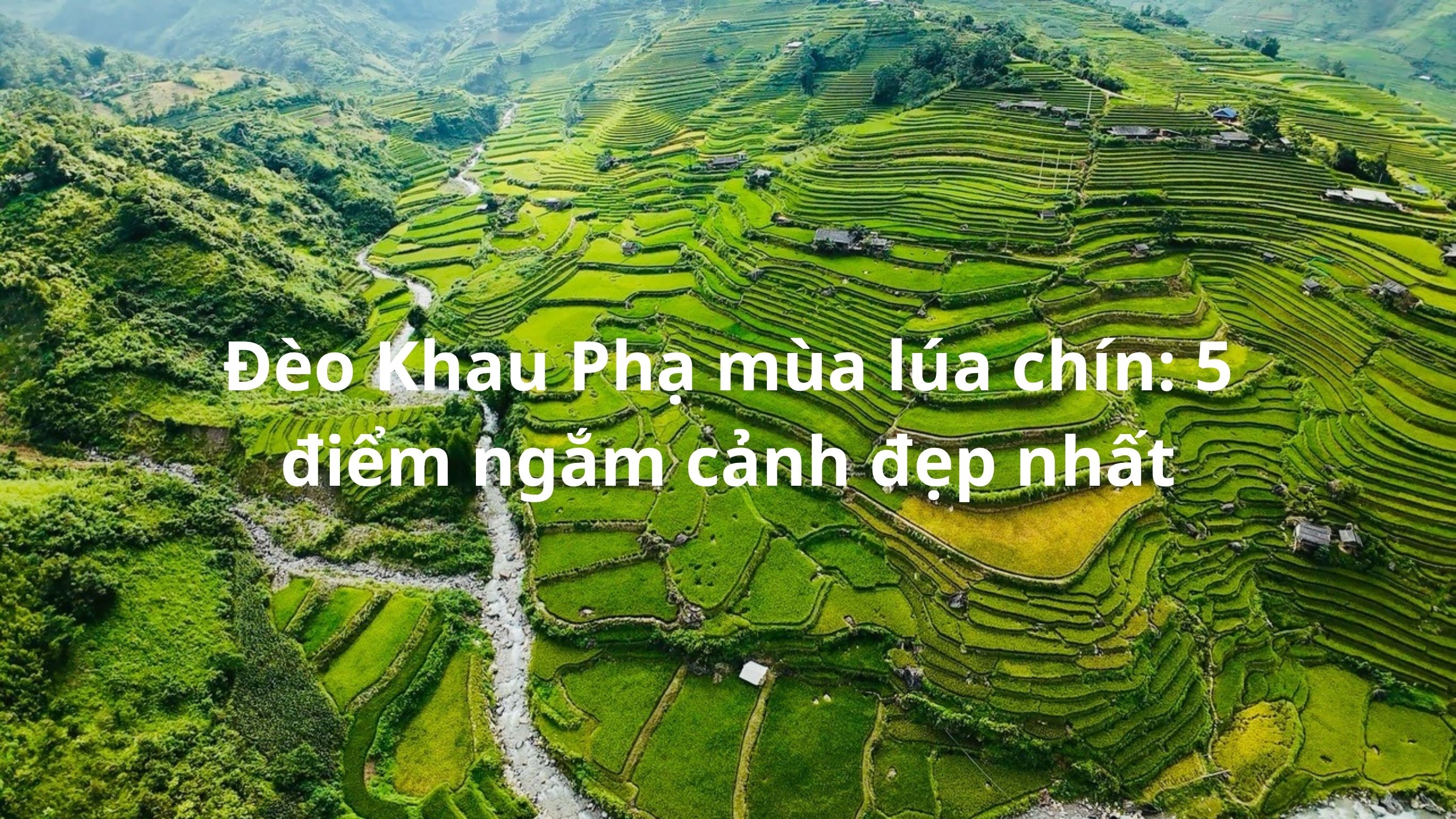 Đèo Khau Phạ mùa lúa chín: 5 điểm ngắm cảnh đẹp nhất