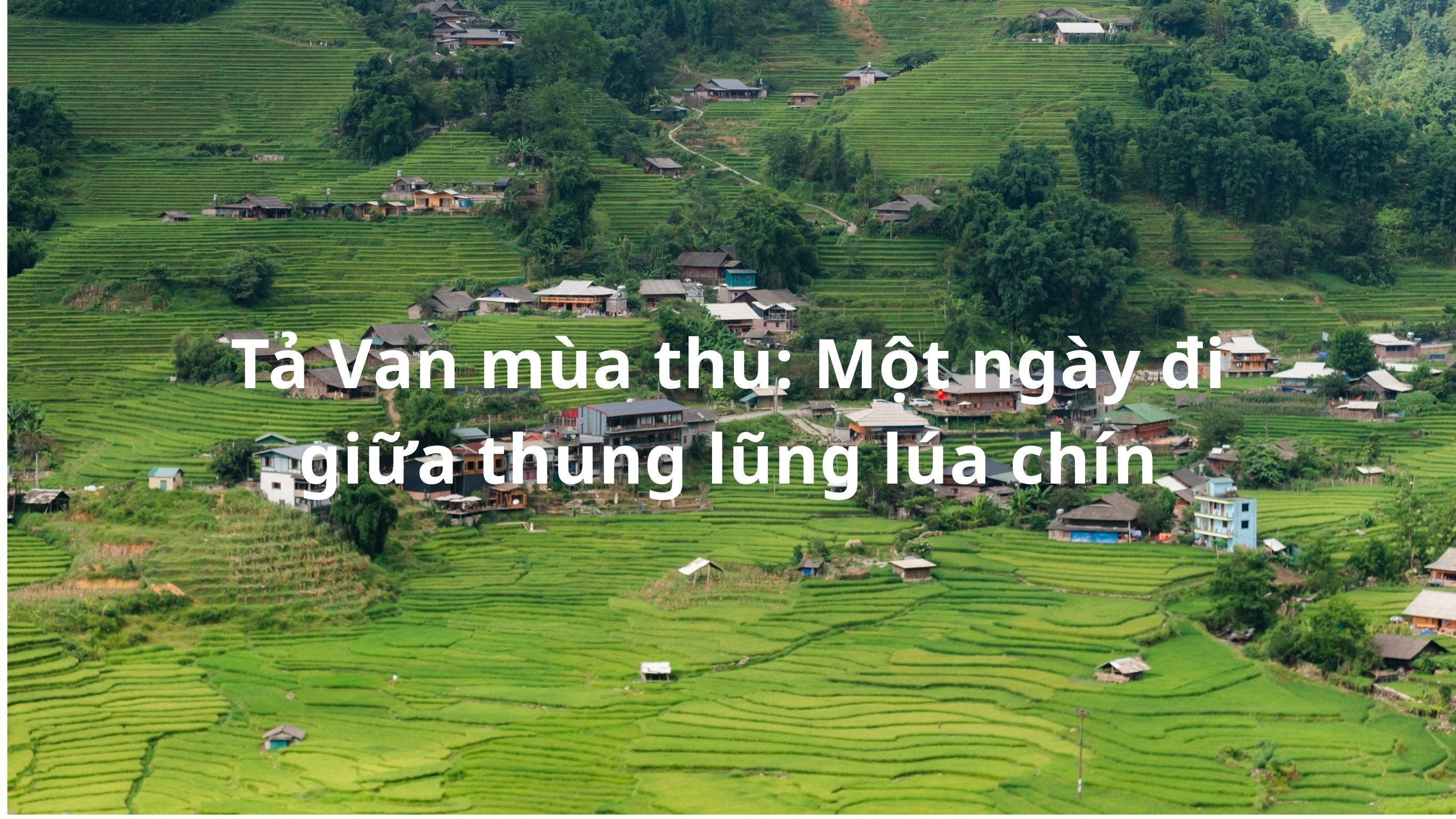 Tả Van mùa thu: Một ngày đi giữa thung lũng lúa chín