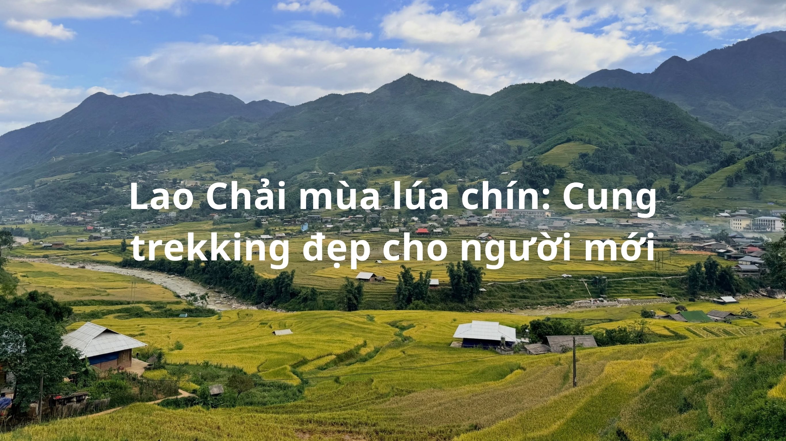 Lao Chải mùa lúa chín: Cung trekking đẹp cho người mới