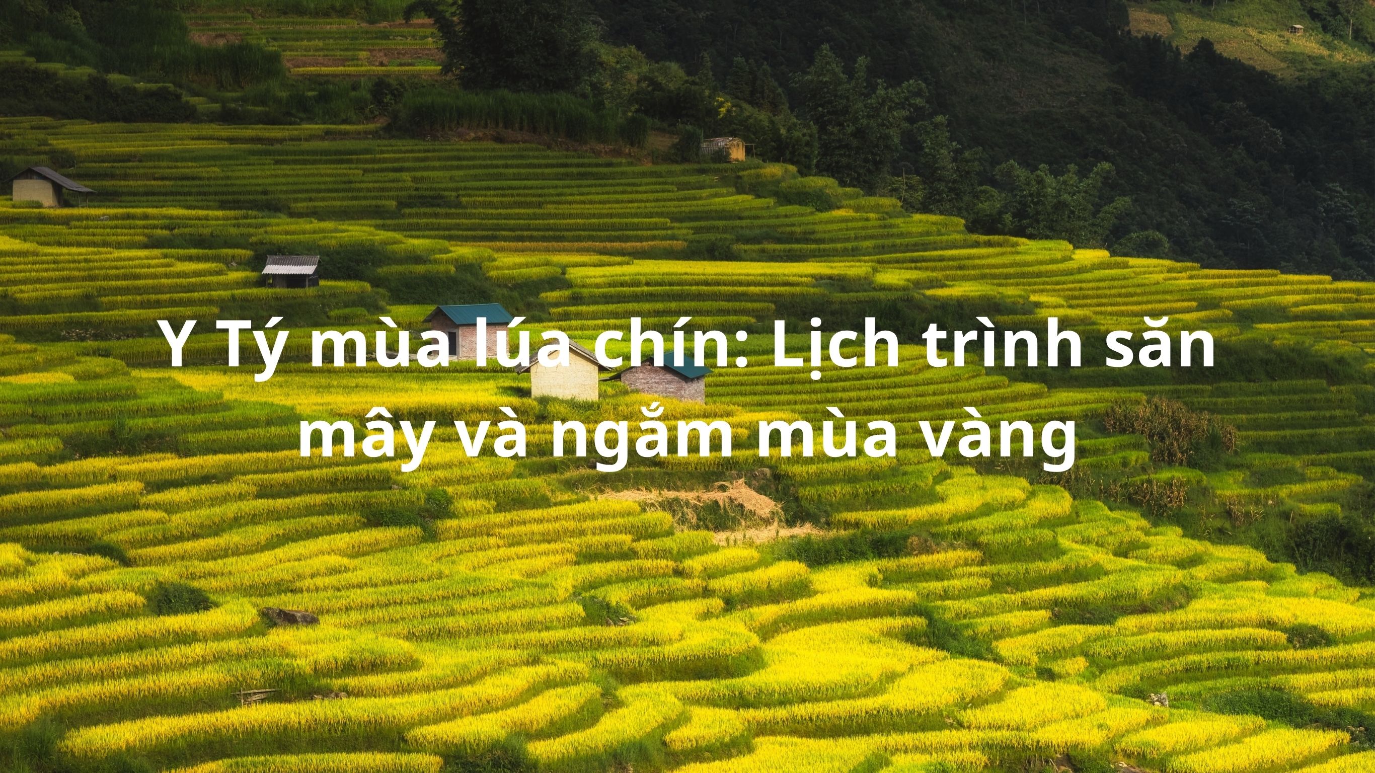 Y Tý mùa lúa chín: Lịch trình săn mây và ngắm mùa vàng