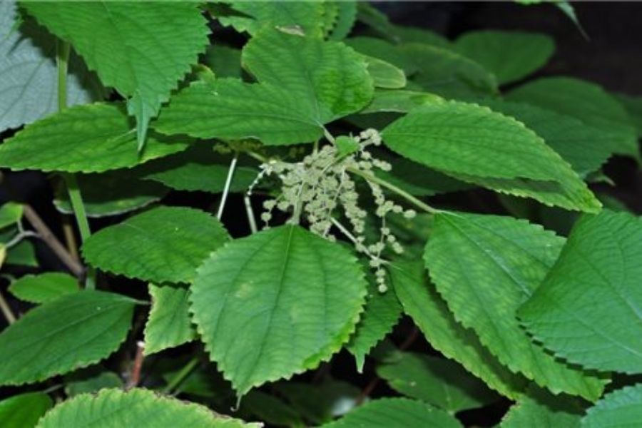 Lá gai xanh, khi đun lên có màu đen đặc trưng