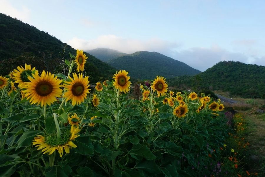 Khám phá nông trại B&U ở Phú Yên