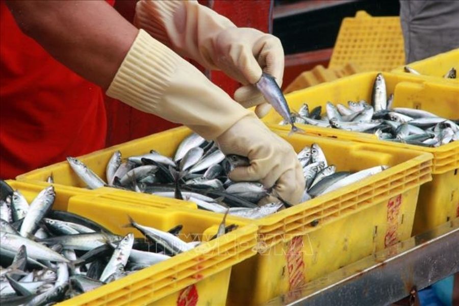 Cảng cá Đông Tác Phú Yên