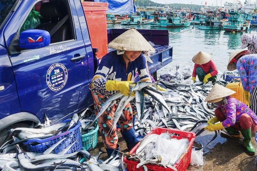 Khám phá vẻ đẹp chân chất tại cảng cá Phú Lạc Phú Yên