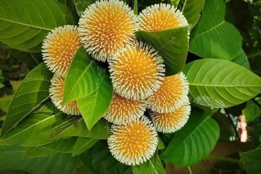 Các món đặc sản Ninh Bình ngon