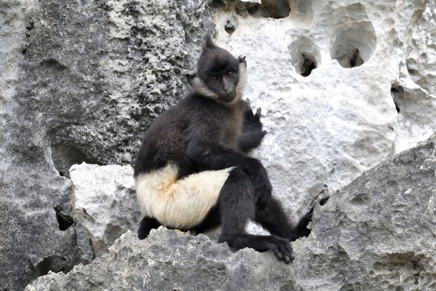 Voọc quần đùi trắng ở đầm Vân Long