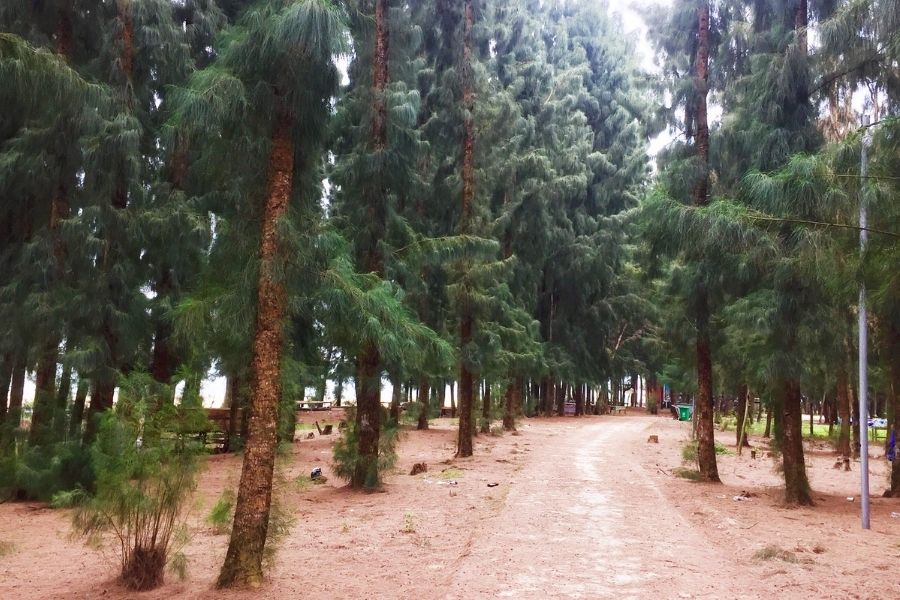 Rừng thông, rừng lá kim ở đảo Cái Chiên