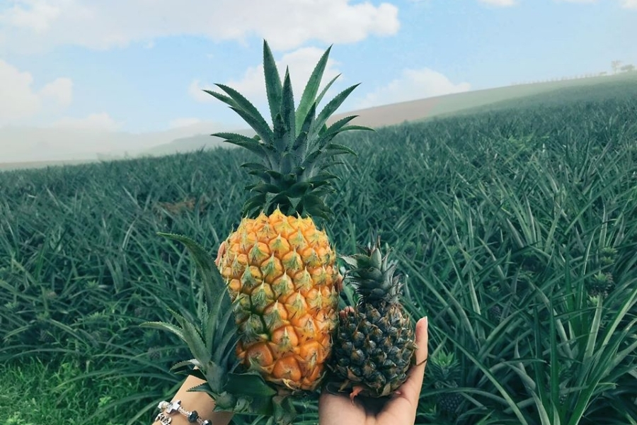 Du lịch Ninh Bình - đồi dứa Tam Điệp