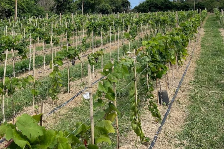 Khám phá Đồi Cổ Thạch