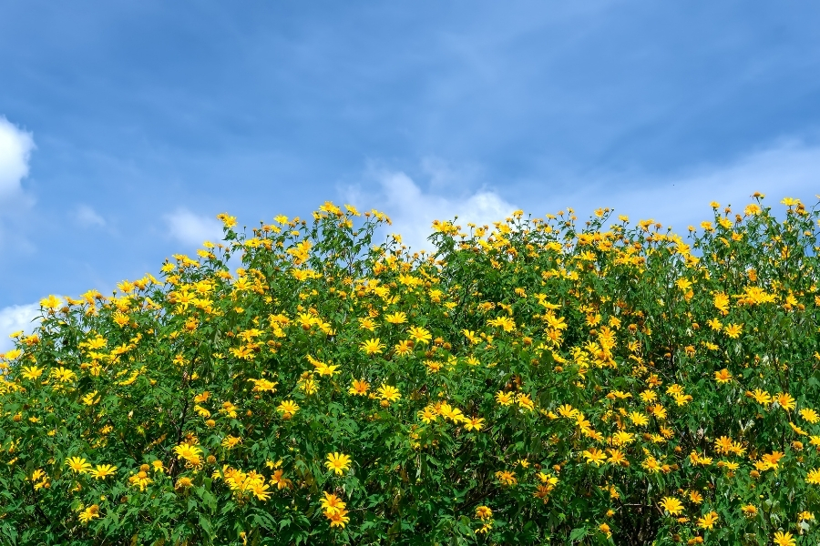 Tháng 10 là mùa hoa dã quỳ ở Đà Lạt