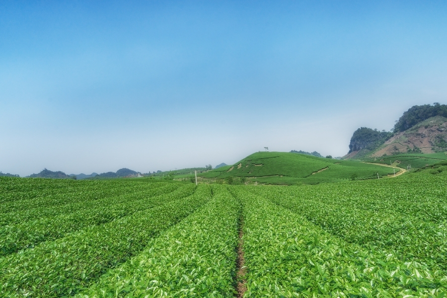 Du lịch tháng 10: Đồi chè Mộc Châu