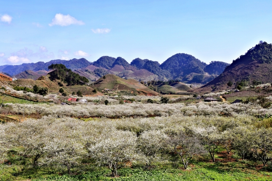 Du lịch Mộc Châu tháng 3