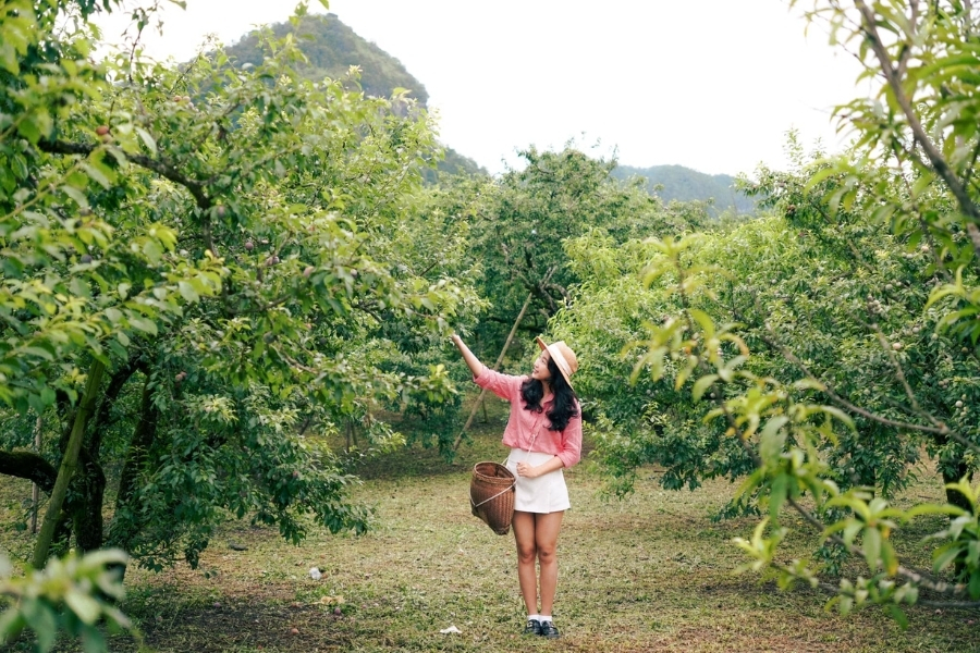 Du lịch Mộc Châu mùa mận chín