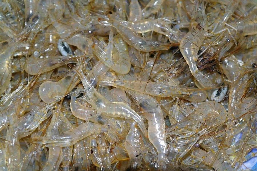 Tép riu dùng để làm mắm tép