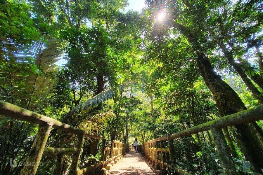 Rừng Cúc Phương - vườn Quốc gia đầu tiên tại Việt Nam