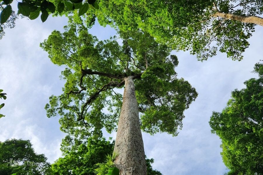 Cây chò ngàn năm ở rừng Cúc Phương