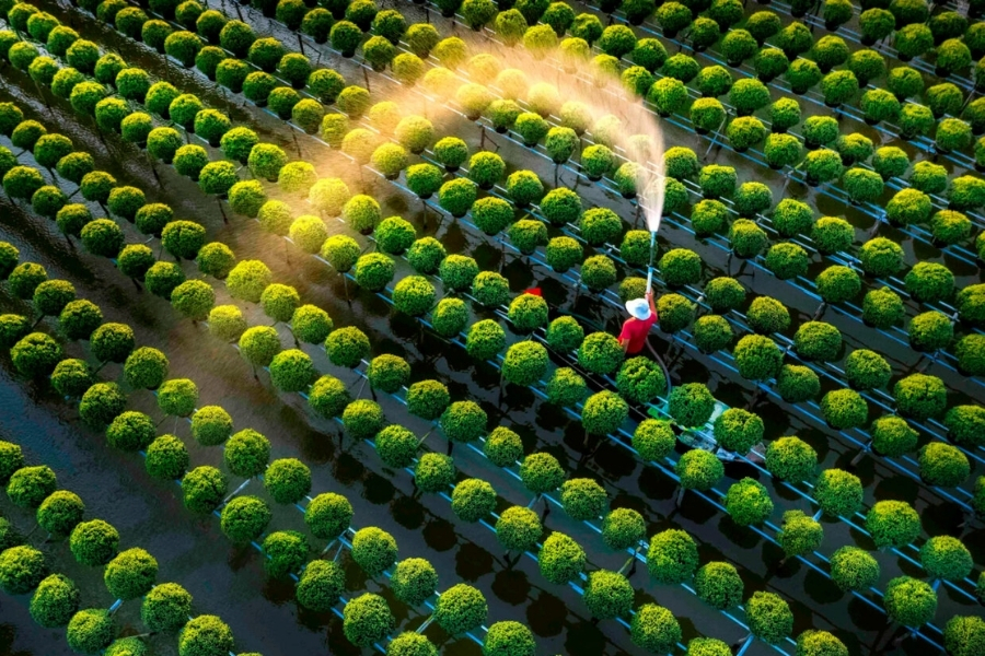 Vườn hoa Sa Đéc bắt đầu nở rộ vào tháng 1 đầu năm