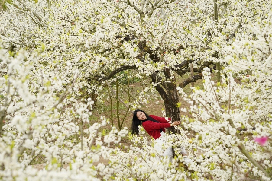 Mộc Châu hoa mận nở trắng trời vào tháng 1